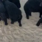 بهم