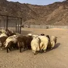 خرفان كرامان طليان