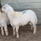 خرفان طيبات