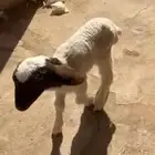 دواغير نعيم راضوع رواضيع