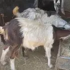 ماعز مشاريك