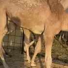 قعدان للبيع