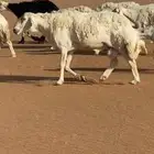 فحل حري سديس على الشرط
