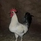 ديك بلدي ابيض