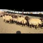 غنم نعيم شرط الدفيع 22 راس