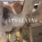 قعدان للبيع