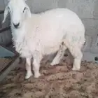 خروف حري طيب