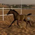 مهره واهو