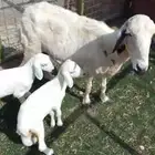 نعجه معها اثنين