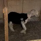 مشروع فحل نجدي