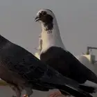 بربريسية مخلفة انثى