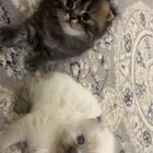 قطه