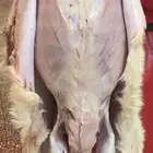 ذبايح فاخره من تربيتنا ذبيحه كامله نص ذبيحه او بلكيلو