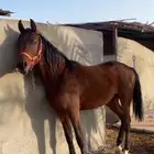 للبيع مهرين شعبيه