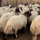 خرفان نعيم طيبه