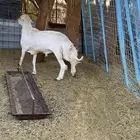 فحل حري صنف