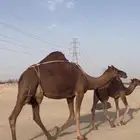 خلفه دهماء