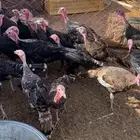 رومي العمر 3شهور