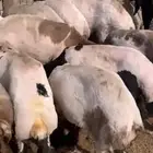 حلاقين غنم سواريه متواجدين في نجران