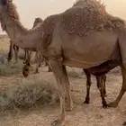 خلفات عشاير