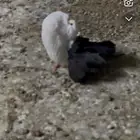 حمام هزازي هولندي