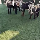 للبيع جفار صنف عوارض معرفة طيبة