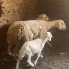 ضان متابيع ضان ورثه البيع مستعجل لا ضروف خاصه