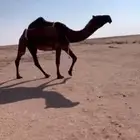 للبيع الصفرا الضريبه شرط وسليمه من جميع عذروب