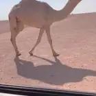 للبيع البكره الكفو  باتليه على جميع الشروط ج.