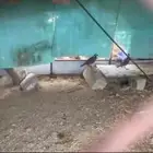 قهبي للبيع