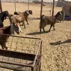 معزا متابيع 8 معها 16