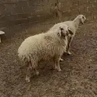 للبيع نعجه نعيميه