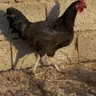 ديك اسود صك