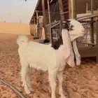تيس مشروع فحل