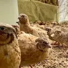 سمان فري مريعي