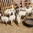 شياه رفيديات