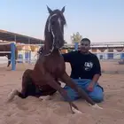 حصان حار