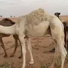للبيع قعود لباني