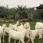 معزا سوريه بيض دفيع