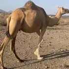 اللبيع ناقه طيبه سنه ثنيه