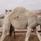 قعدان مفاريد بلدي طيبه