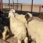 خرفان مغلقات شحم