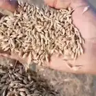 شعير بلدي سداسي