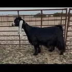 عنز عارضية خصم