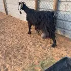 عنز حليب شرط