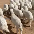 حري هرافا