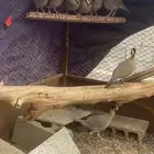 حجل للبيع 9