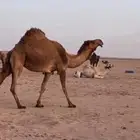 ناقه حايل للبيع