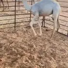 قعود للبيع
