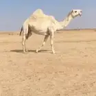 ضروبه كفو